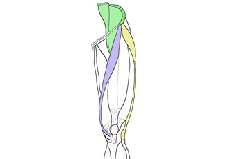 Musculus Iliopsoas OIFN