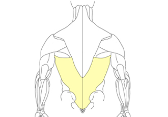 Musculus Latissimus dorsi - Leveä selkälihas OIFN
